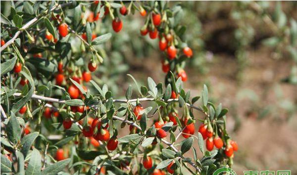 宁农杞9号枸杞高产栽培技术规程