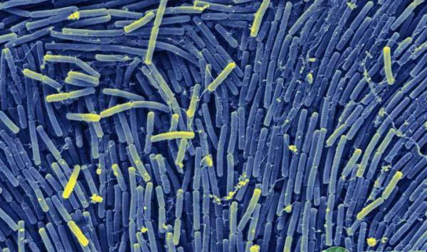 枯草芽孢杆菌在农业中的应用