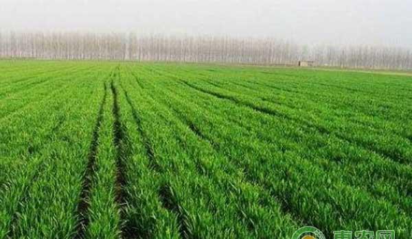 一篇文章告诉你种植小麦要做好哪些管理工作？