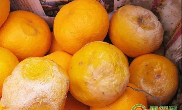 四类柑橘常见“腐”病及防治方案