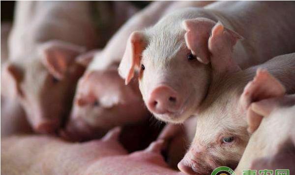 农村养猪呼吸道疾病多发，替米考星还可与这些药物联用！