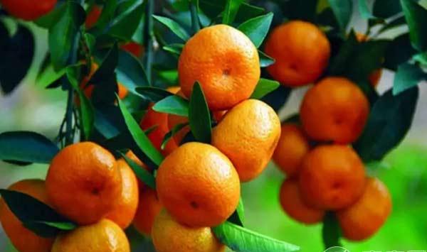 柑橘种植：柑橘幼树栽培管理技术