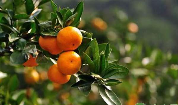 柑橘种植：柑橘幼树栽培管理技术