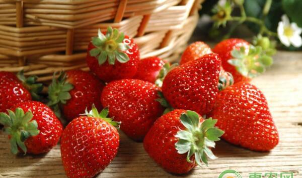 草莓烂果防治措施