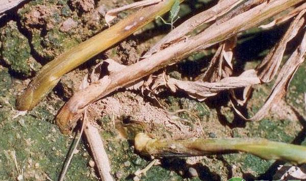 生姜田间管理经验：如何防治姜瘟病的发生？