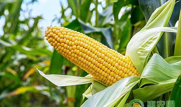 玉米种植新技术——宽窄行种植技术