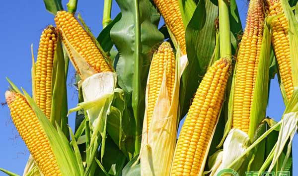 玉米种植新技术——宽窄行种植技术