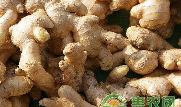 重庆市江津区洞子姜优质高产栽培技术