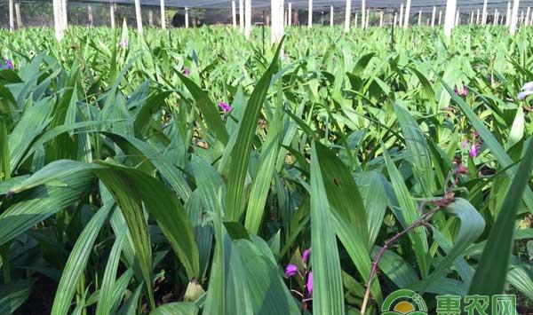白芨种植加工及行情价格走势