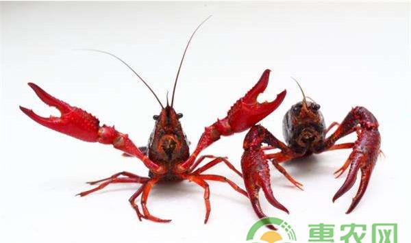 小龙虾池塘该如何清理与消毒？小龙虾池塘常见的几种清塘方法