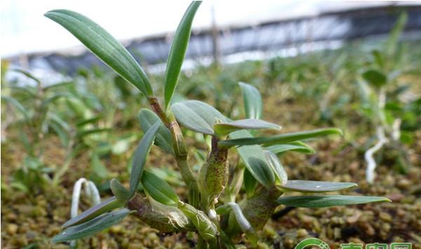 广东省铁皮石斛大棚栽培管理技术要点