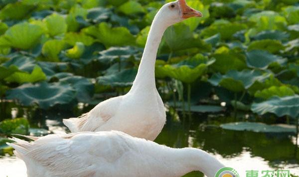 冬季科学养殖雏鹅的相关讲解