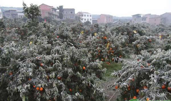 柑橘种植：柑橘霜冻灾害预防建议