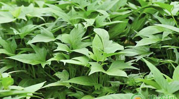 “蔬菜皇后”——红薯高产栽培及病害防治技术