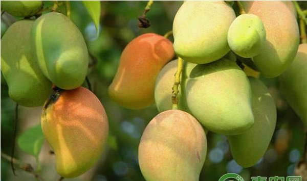 芒果种植课堂：芒果采后烂果的原因及其防治措施