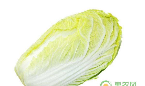 白菜深冬的种植方法介绍