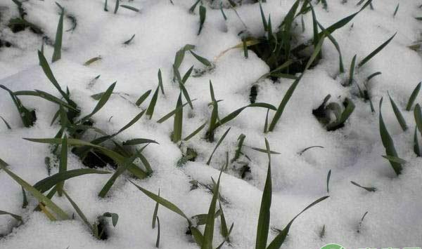 大雪过后对麦田的管理措施