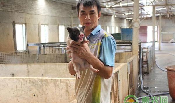 猪梭菌性肠炎防治