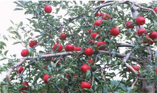 浅谈苹果树串花枝与腋花芽的修剪方法及注意事项