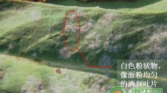 浅谈莴苣三种常见病害的识别及其防治措施