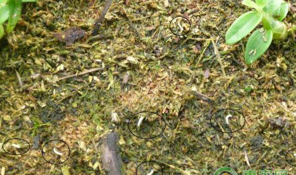种植蔬菜，防治蝇类危害的操作方法