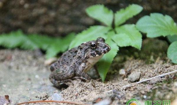 新手养蛙正确攻略