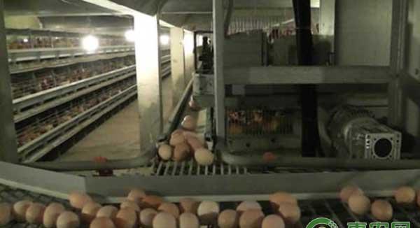 层叠式蛋鸡笼养模式饲养和管理技术
