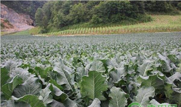 蔬菜种植干货分享：老菜农不外传的12个蔬菜种植“小处方”
