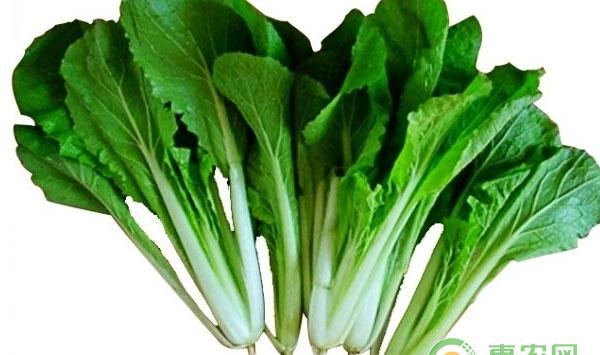 小白菜种植田间管理