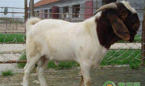 肉羊人工授精配种