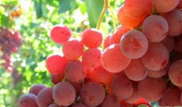 葡萄增产管理种植方法