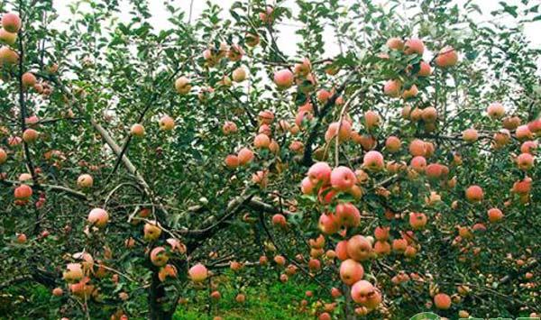 三月苹果园如何管理？做好换种、复剪、刻芽、病虫防控很关键