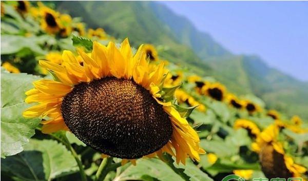 食葵品种龙食杂1号的生物特性及高产栽培技术