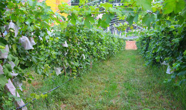 葡萄霜霉病怎么办？葡萄花期霜霉病防治方法