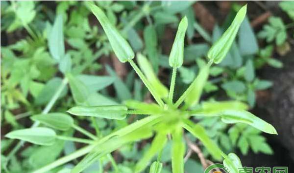 茜草市场种植前景及高效栽培技术