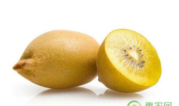 猕猴桃溃疡病发病原因