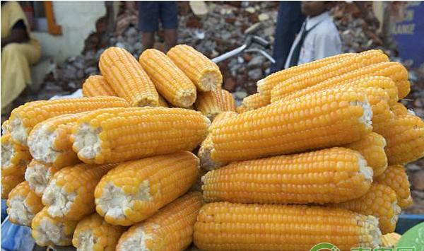 玉米茎基腐病的发病原因及其综合防治措施