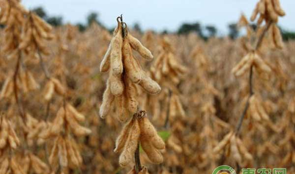 大豆机械化播种和收获技术