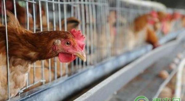 养鸡技术