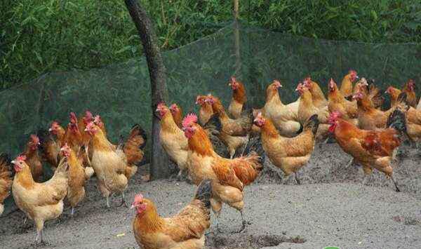 鸡场如何养殖效益翻倍？养殖成功的八大关键点