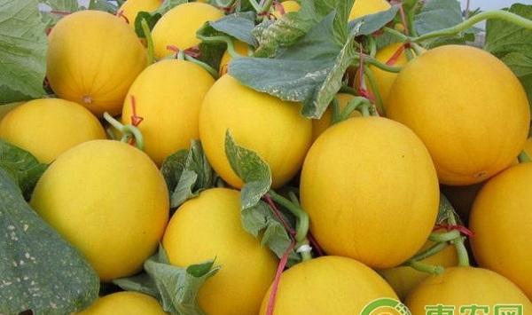 厚皮甜瓜七彩脆蜜春季温室优质提早栽培技术