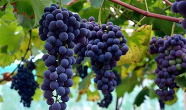 葡萄霜霉病怎么办？葡萄花期霜霉病防治方法