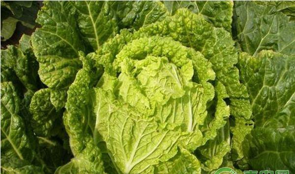 蔬菜种植干货分享：老菜农不外传的12个蔬菜种植“小处方”