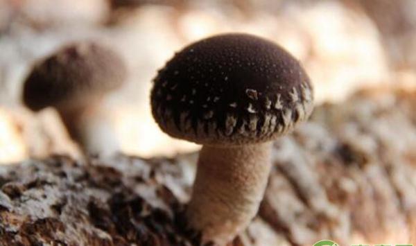 食用菌栽培技术