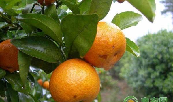春季柑橘园要做好哪些管理工作？