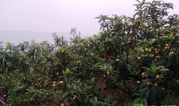 柑橘“大小年”怎么办？专家给出这“六看”施肥解决方案