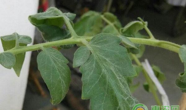 番茄叶片异态原因