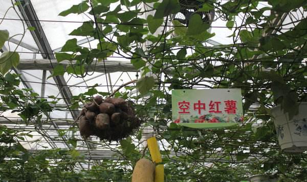 红薯无土栽培定植后管理方法