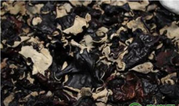 毛木耳种植如何实现高产？毛木耳高产栽培技术要点