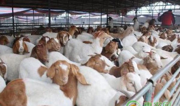 肉羊人工辅助交配